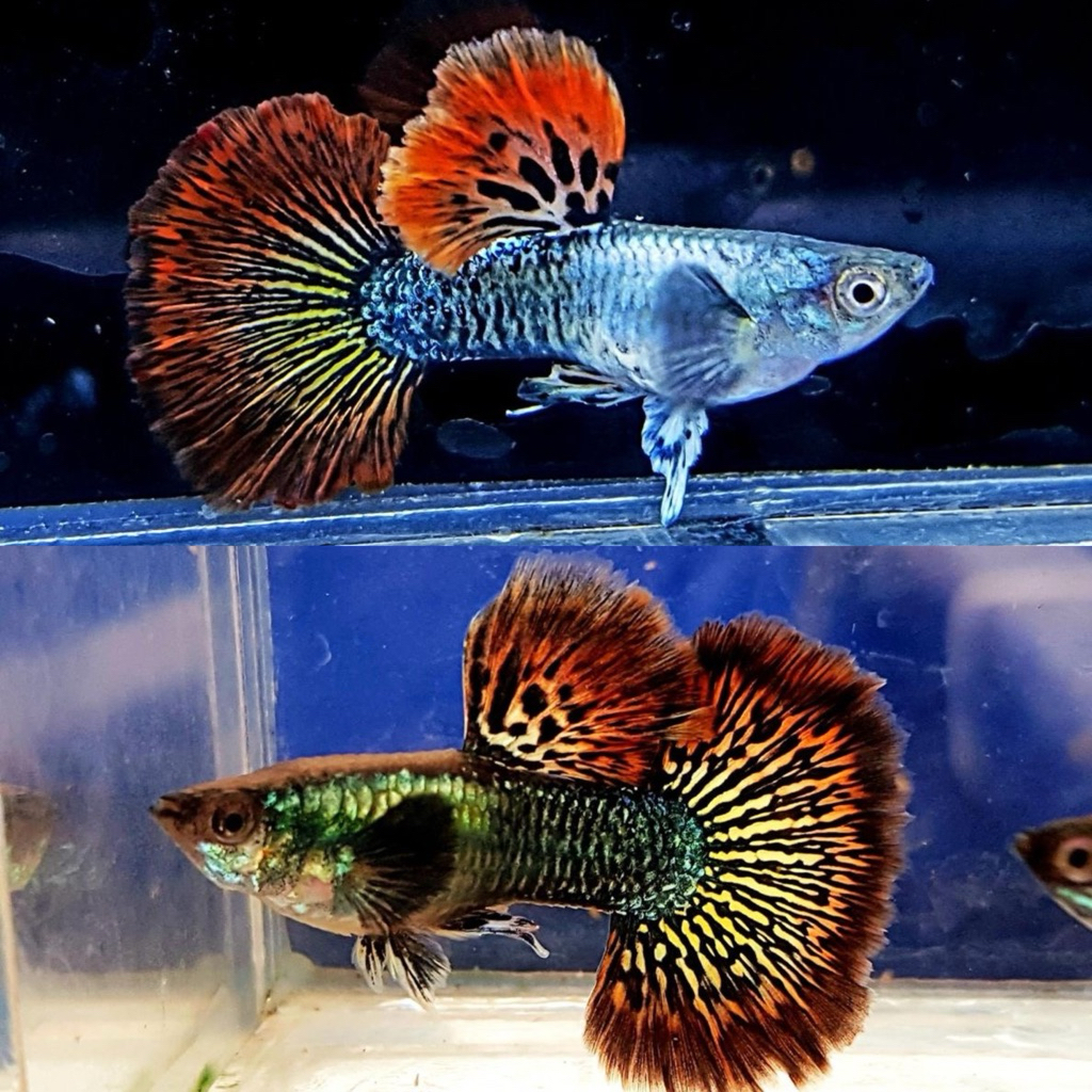 [Chan Aquatic] Ikan Hias Guppy Red Dragon Sepasang 1 Pair