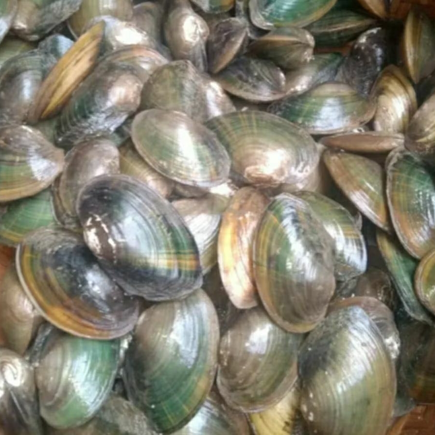Kerang Hijau Rawa/Kijing 1kg Fresh / Masih Hidup