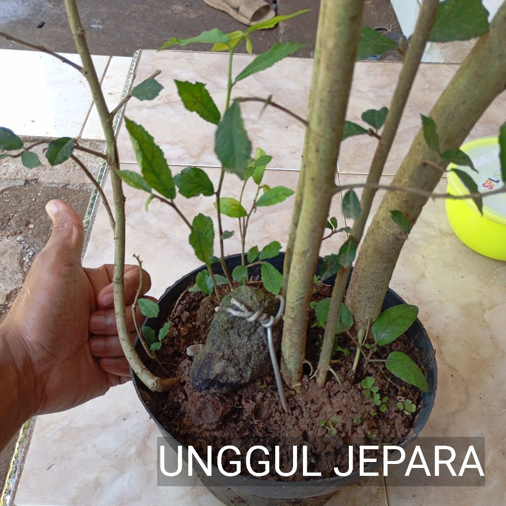 BONSAI SERUT GAYA GRUPING