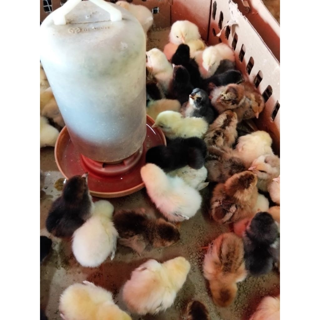 ayam kampung KUB - DOC KUB - bibit ayam kampung KUB sudah vaksin