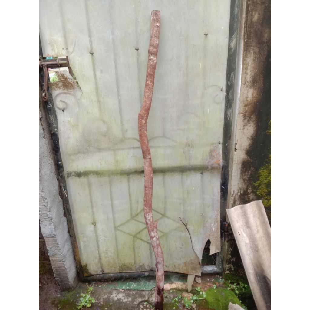 kayu Sulaiman Rinjani