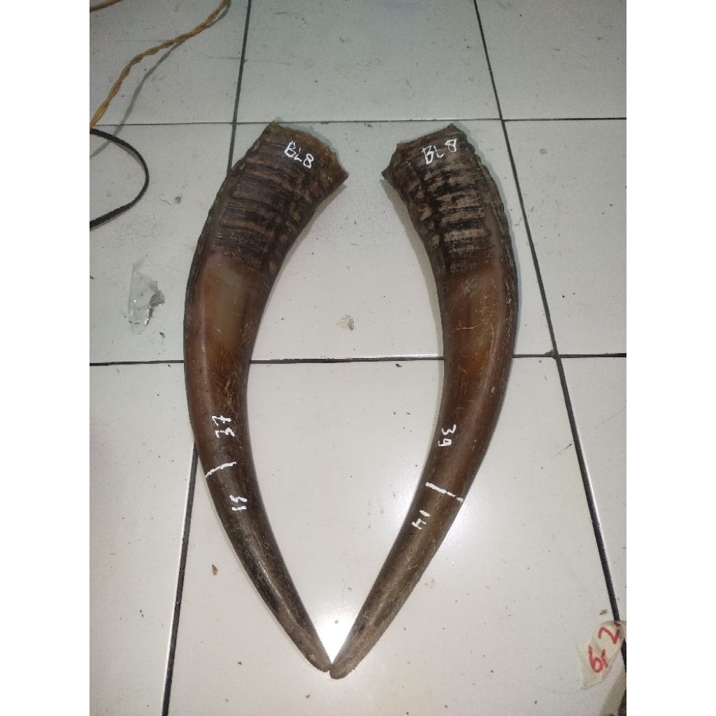 tanduk kerbau bule/putih super termurah