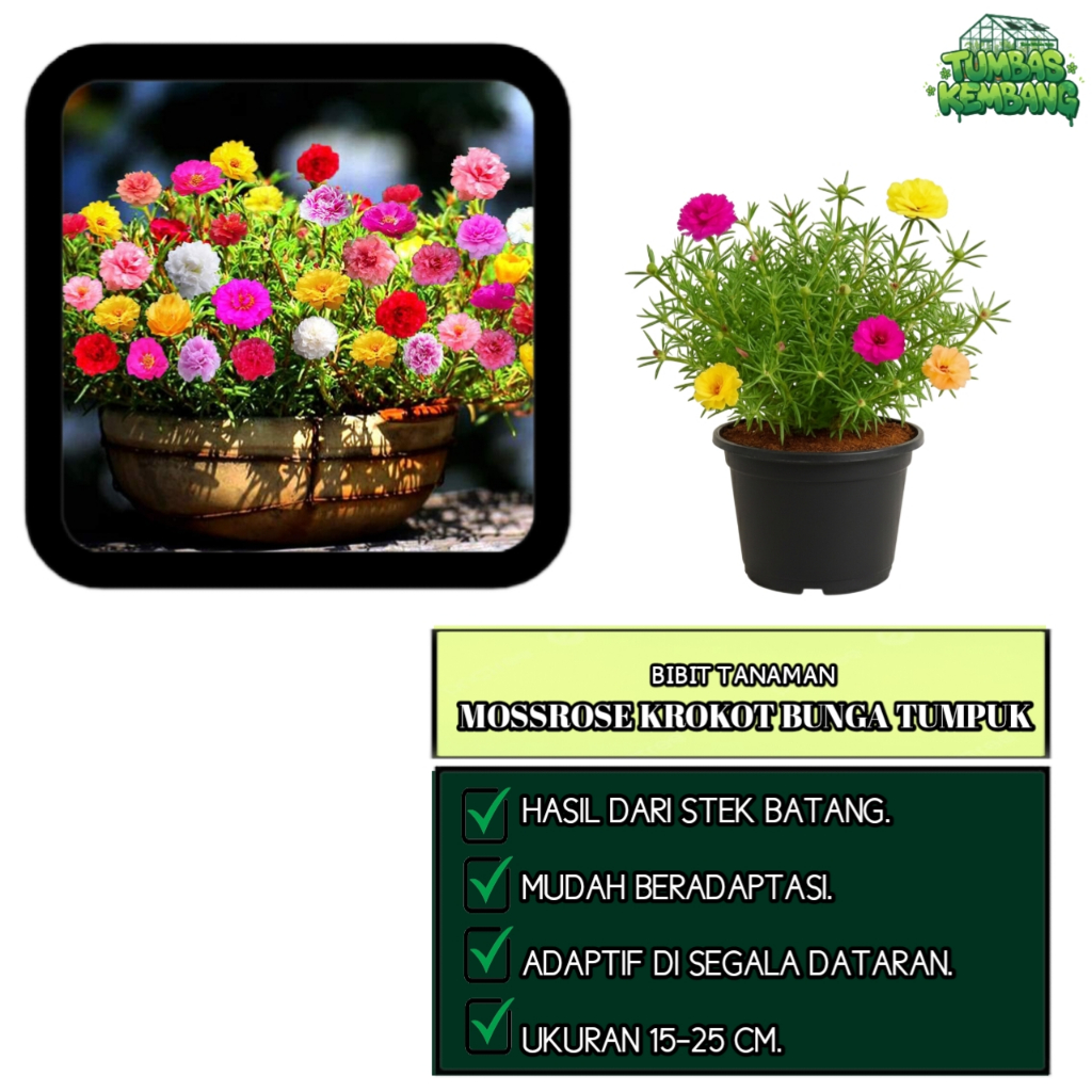 Bibit Tanaman Hias Bunga Krokot Tumpuk Mossrose - Bunga Pukul Sembilan / Krokot Mawar Portulaca Gran
