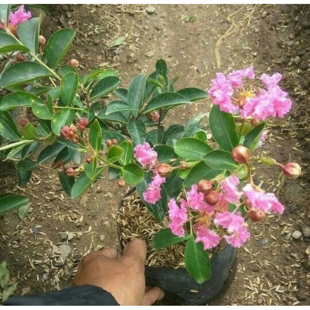 Tanaman Hias Bunga Sakura Jepang / Bibit Bunga Sakura / Tanaman Hidup