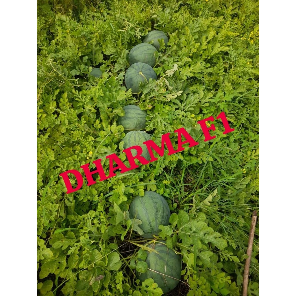 Benih Semangka Non Biji Merk ghib09