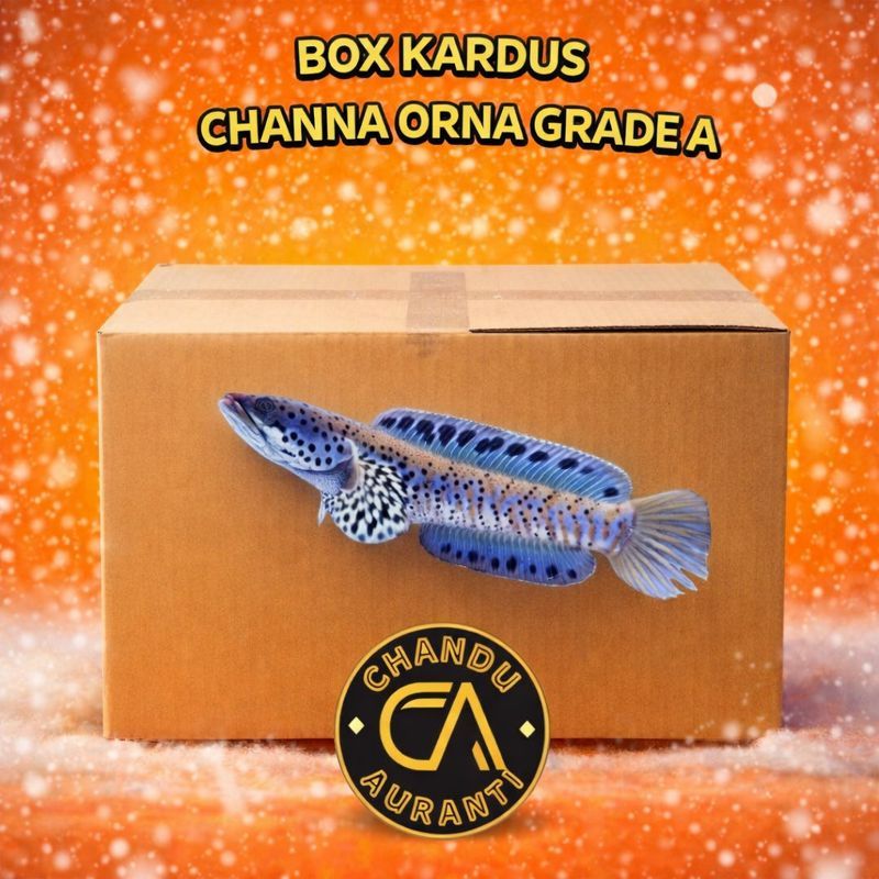 Box Kardus Channa Orna YL 4-5cm Grade A Bahan Progress Full Pelet