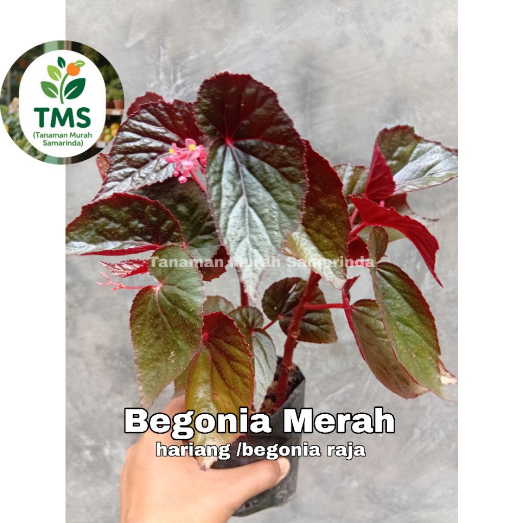 TMS~ tanaman Begonia Rex begonia merah raja  Hariang Clasic Begonia Merah Begonia red maroon