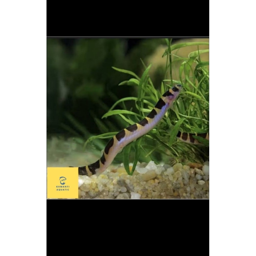 hiasan akuarium kuhli loach