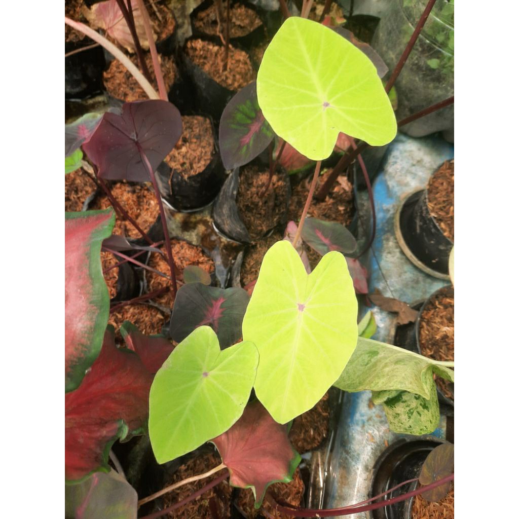 Colocasia Golden Gecko