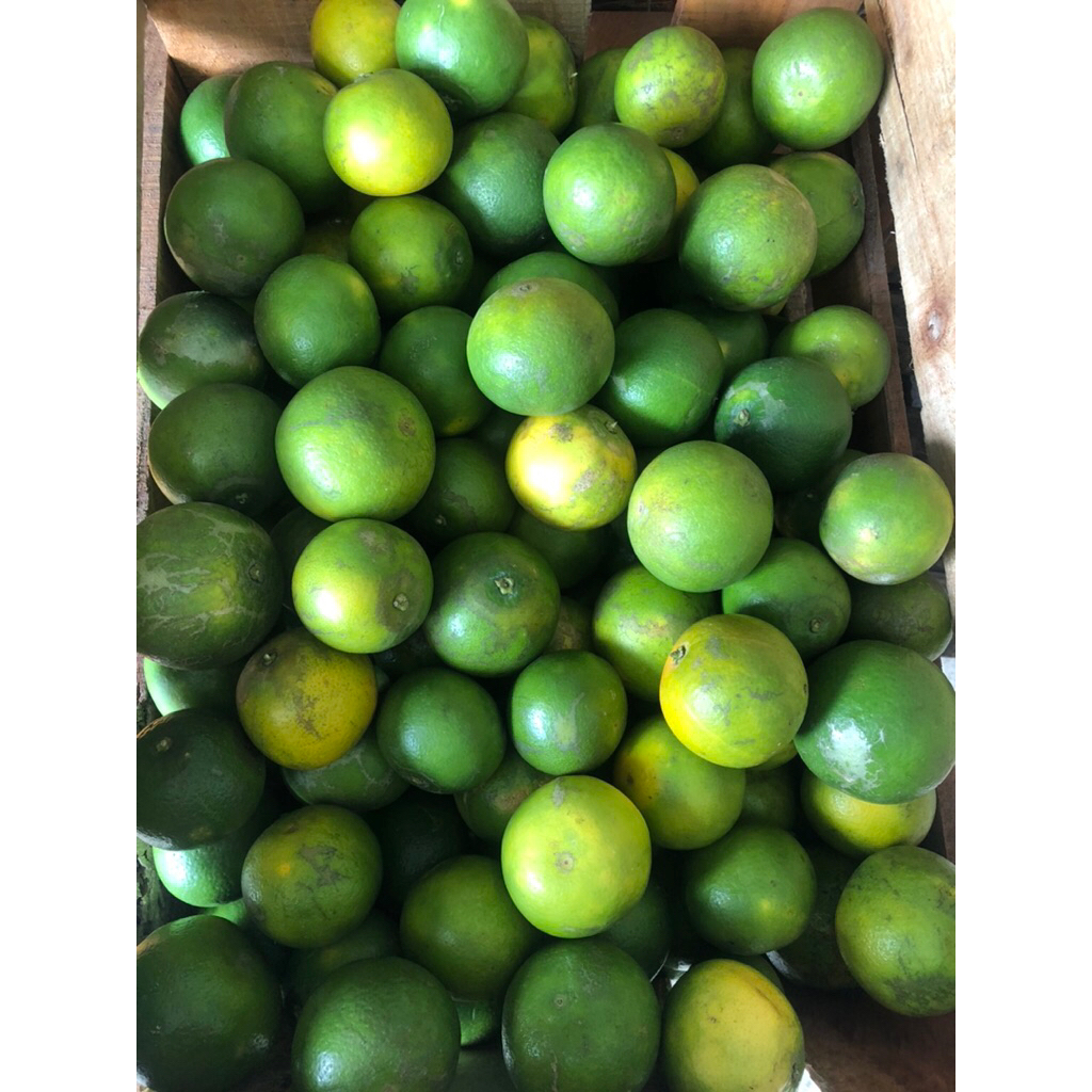 Jeruk Peras Pacitan Baby Java 1 kg