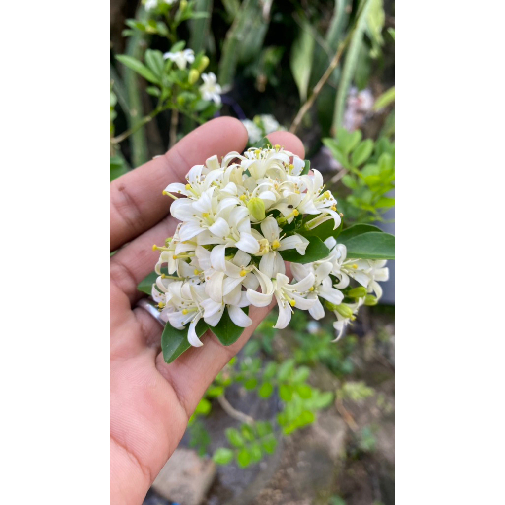 bibit bunga bonsai kemuning jepang dari biji sudah berbunga dan berbuah