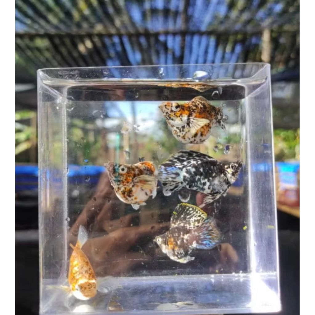 Promo isi 10 molly calico merpati bagus