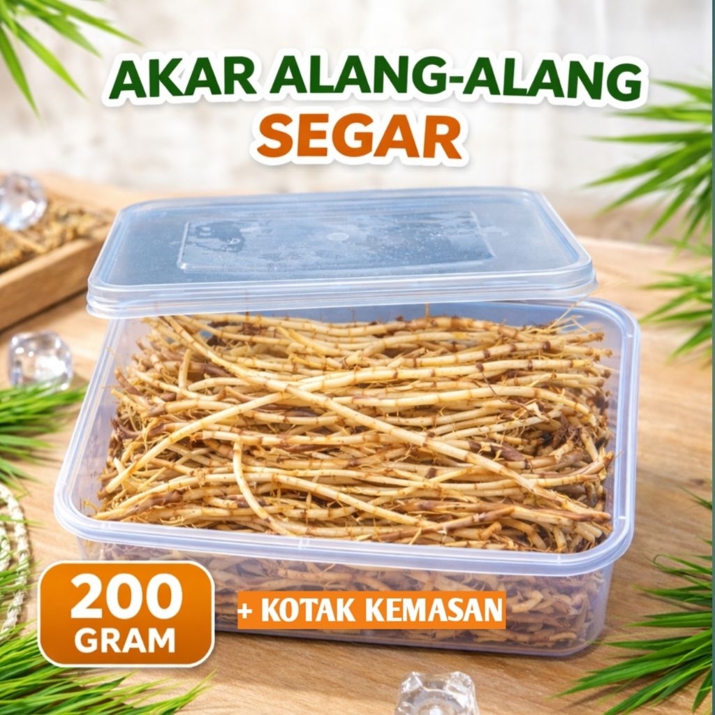Akar Alang-Alang Segar 200 Gram – Fresh Pilihan | Bonus Wadah Plastik