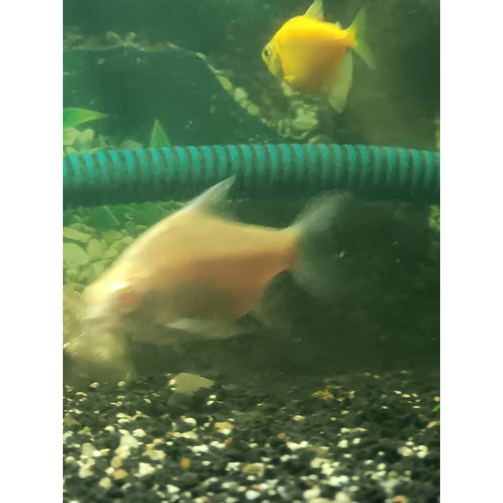 hiasan aquarium kapiat