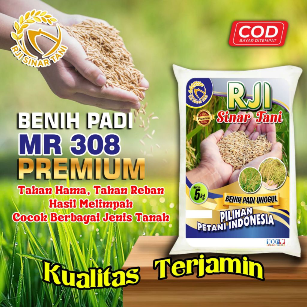 Benih Padi MR 308 Kualitas Premium 5KG