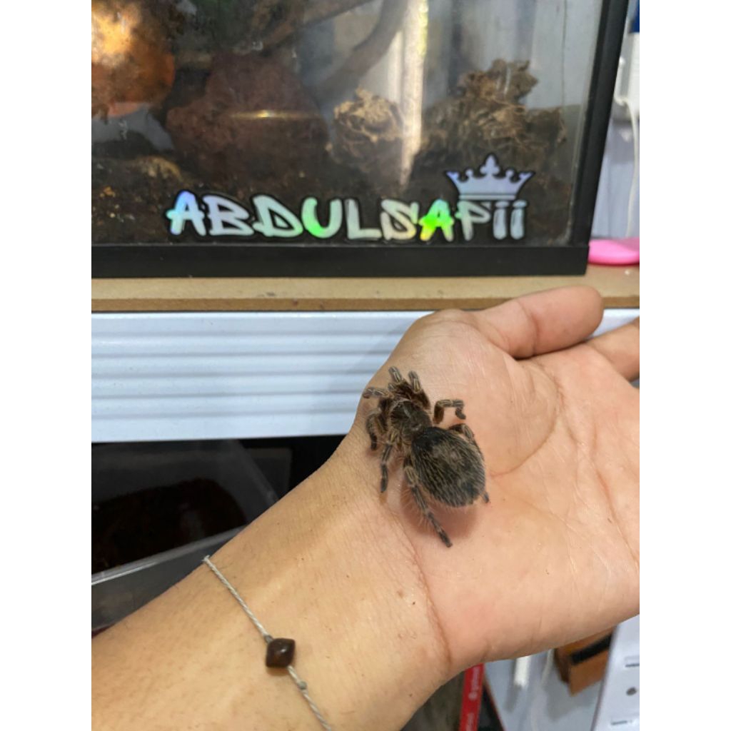 Tarantula g.pulchripes unsex