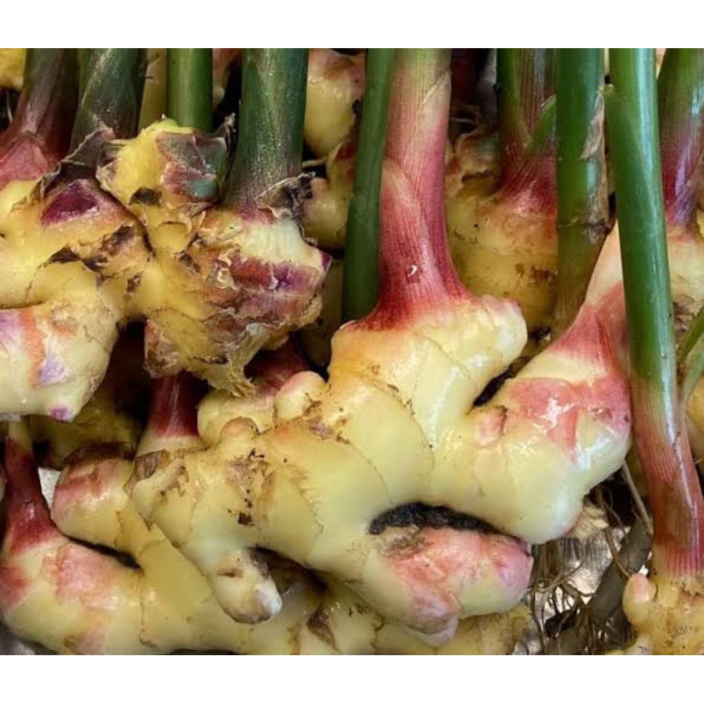 Jahe Gajah Muda 1kg Pilihan Segar Ukuran Besar