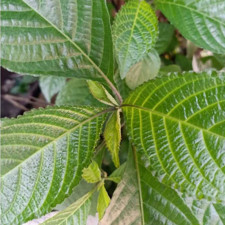 Daun Keji Beling Segar Keji Beling Perlembar