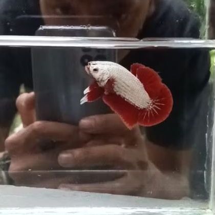 red dragon snow top grade