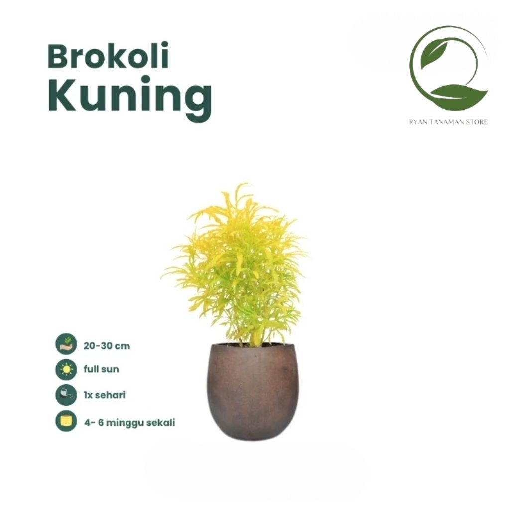 Tanaman Hias Brokoli Kuning - Tanaman Hias Brokoli
