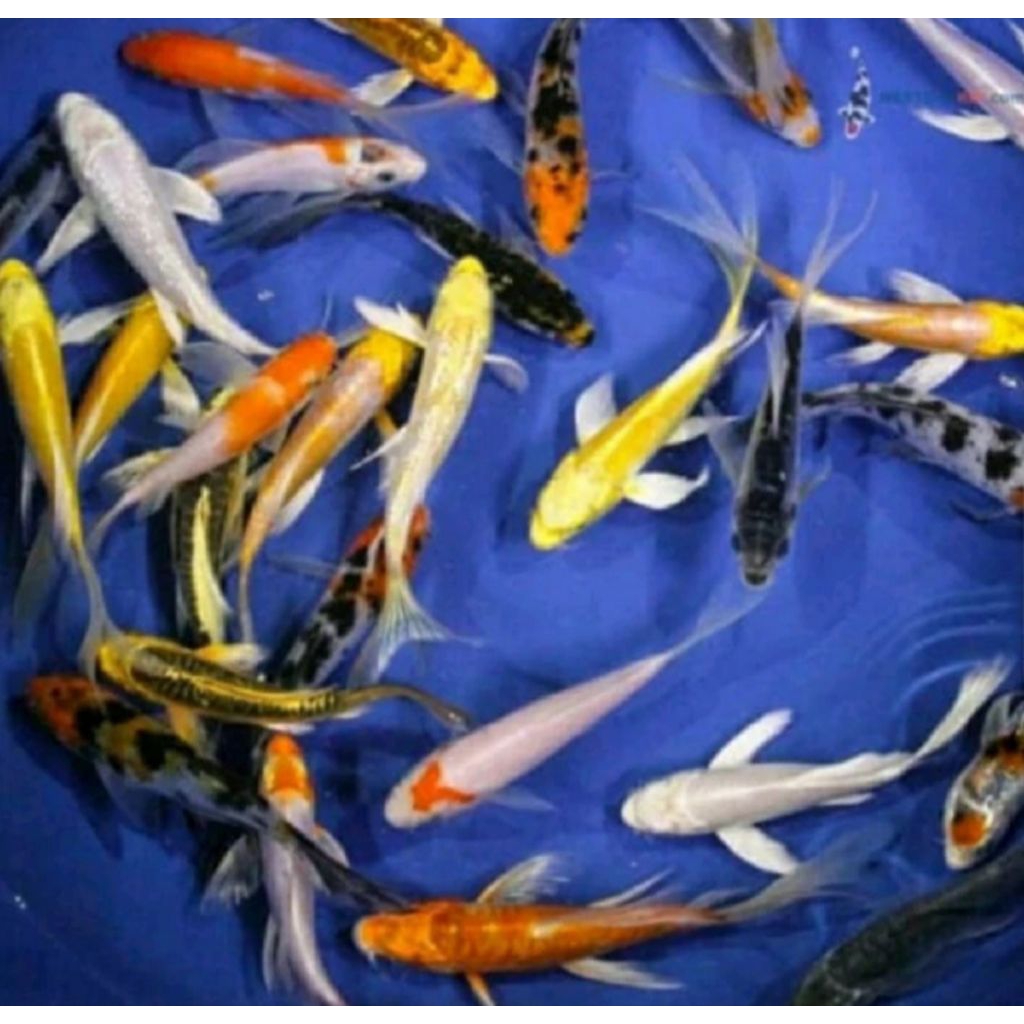 PAKET 10 EKOR KOI METALIK SLAYER KUMPAI SIZE 6-7 CM
