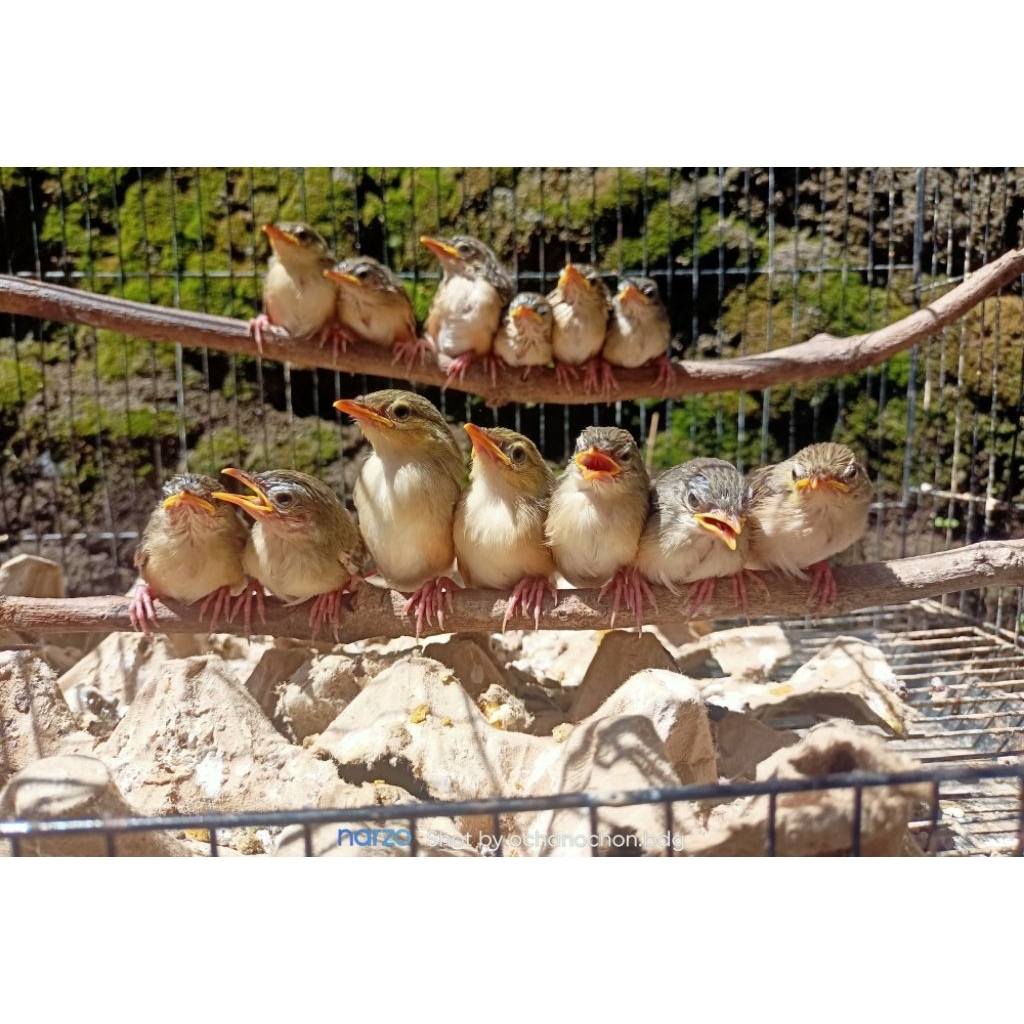 anakan burung ciblek gunung dan ciblek sawah