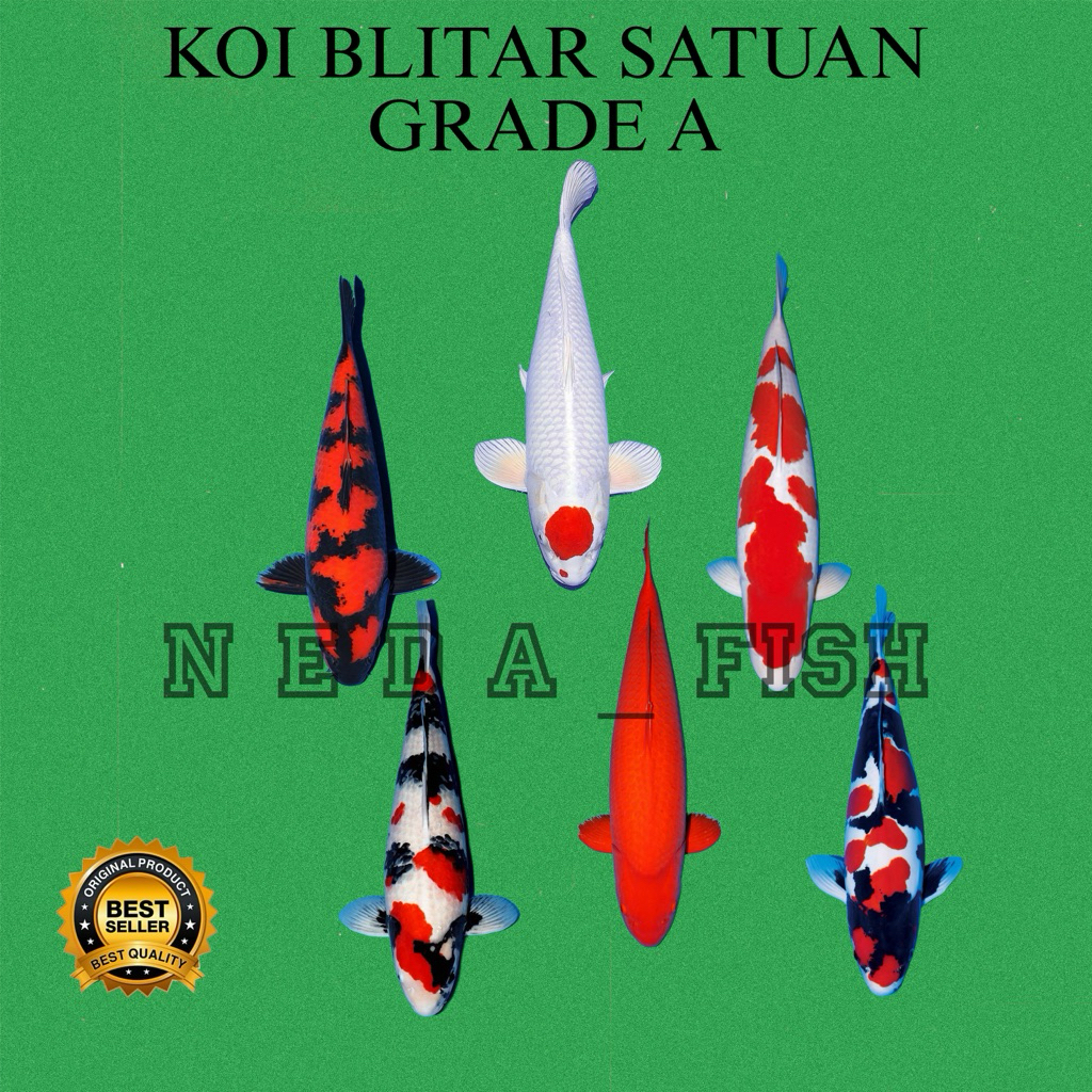BIBIT KOI BLITAR TERLARIS GRADE A SIZE 10-12 CM