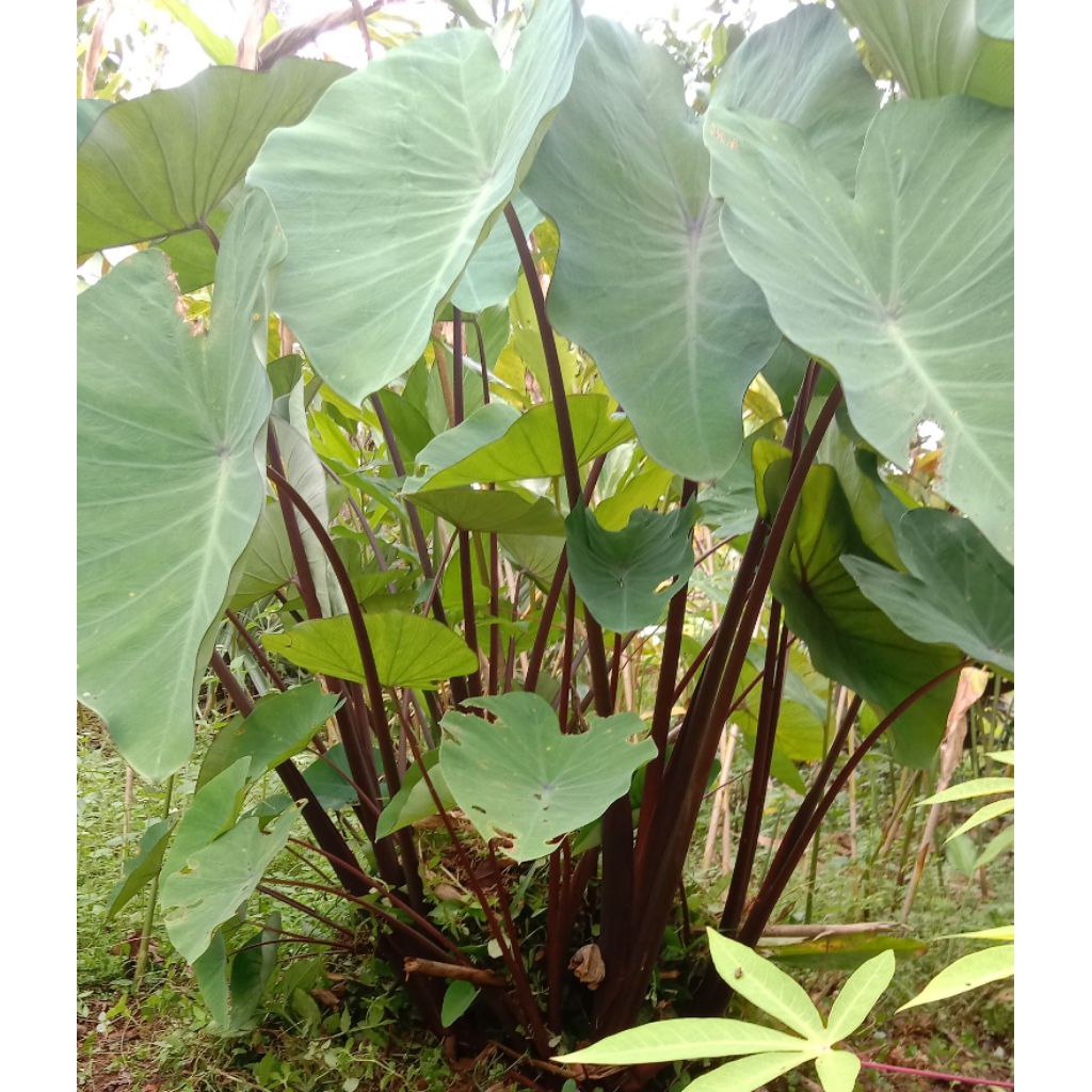 Bibit tanaman Talas Hitam atau talas kimpul( Lompong)