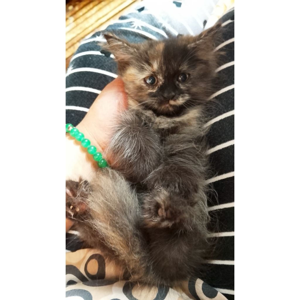 KUCING Maincone /Persia /Bigbone Longhair medium