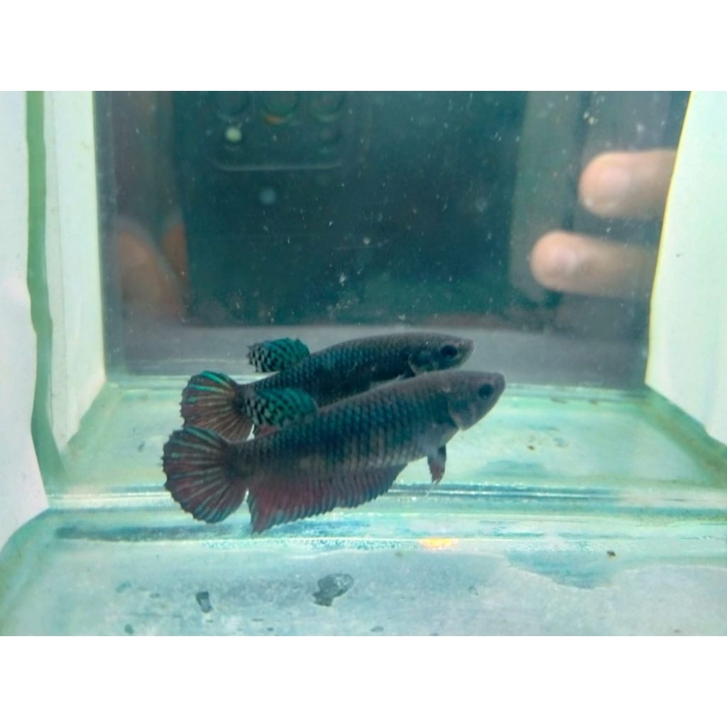 Induk Female Aduan Bagan Super