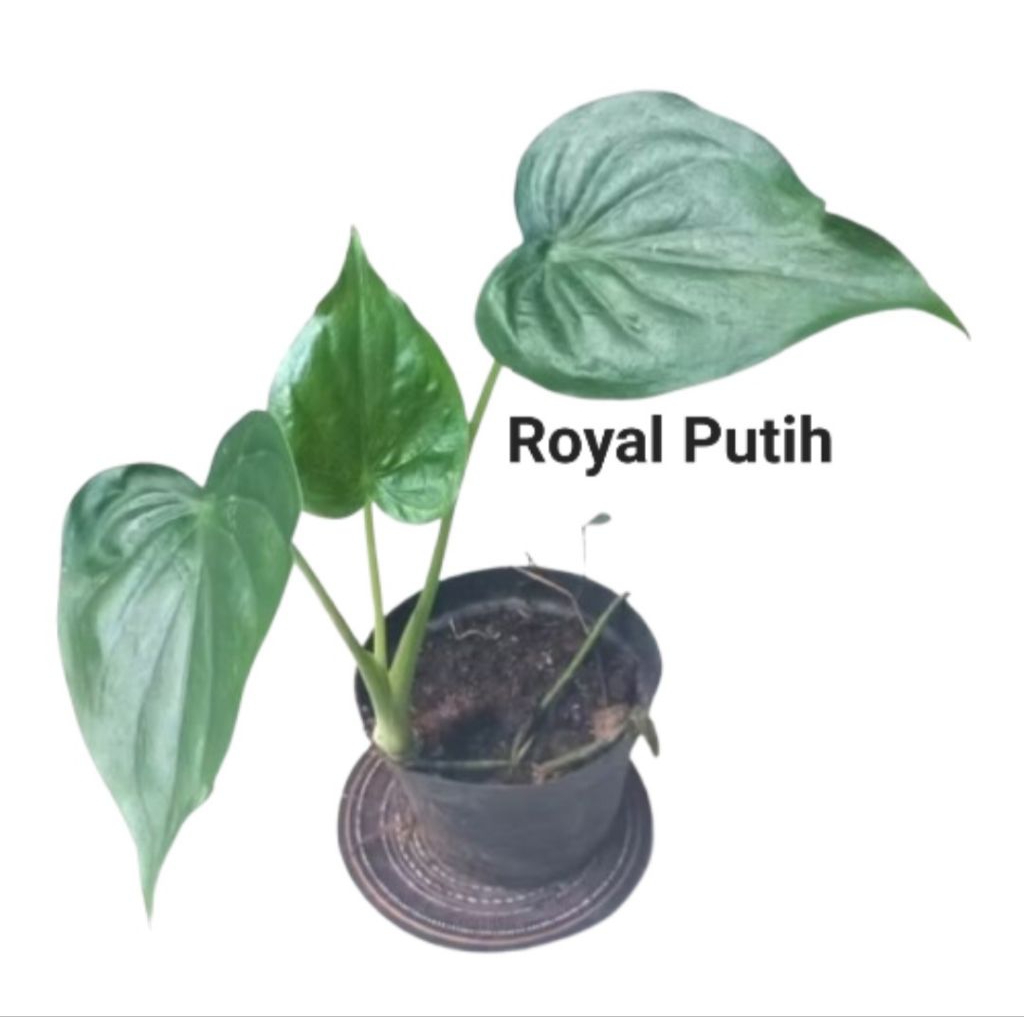 TANAMAN HIAS ALOKASIA CUCULATA / CUCULLATA