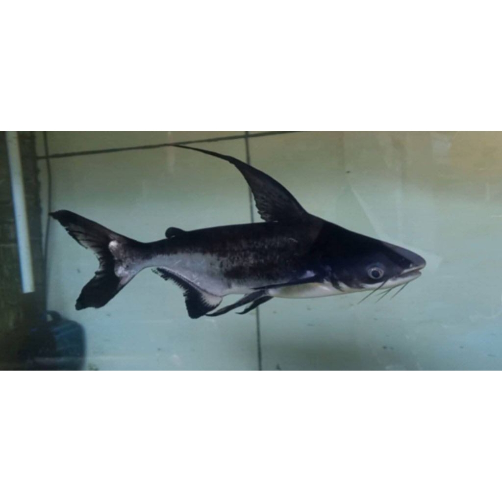 GenghisKhan fish(hiu air tawar)