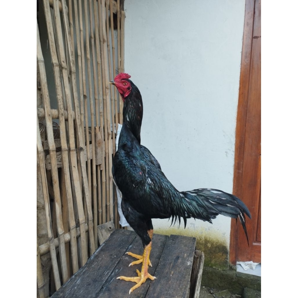 Telur ayam bangkok klasik untuk di tetaskan