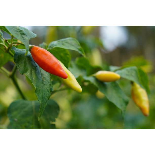 PAKET HEMAT BENIH RAWIT VIRAL