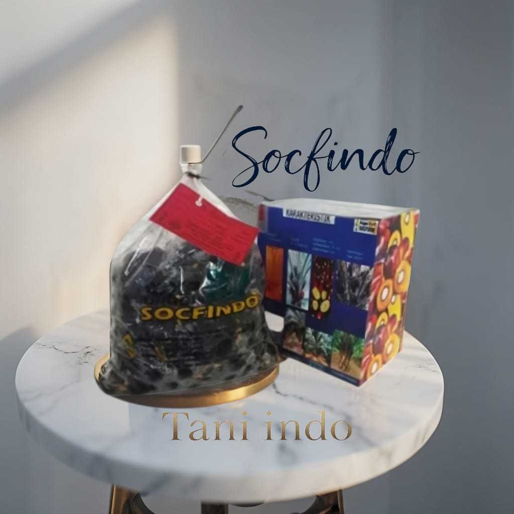 Bibit Benih Kecambah Sawit DXP SOCFINDO (250 BUTIR