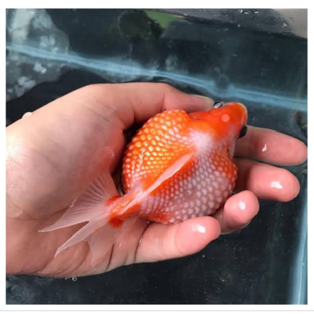 pembersih akuarium ikan mas koki mutik/mutiara tikus gembul beli 5 harga 15k hiasan akuarium