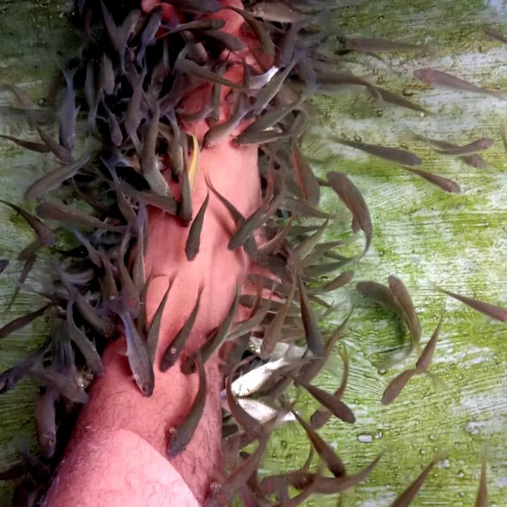 Ikan Nilem Terapi (3-6 Cm) - Beli 50 Ekor Bonus Pelet