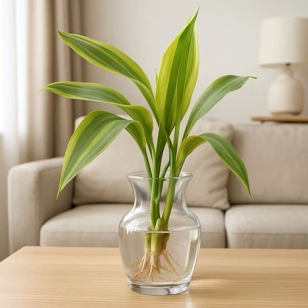 Tanaman Hias Bambu Hoki Sri Rejeki Golden Hijau Per 5 Batang Untuk Menghias Sekitar Taman