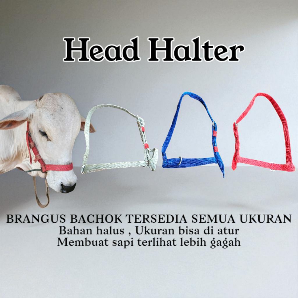 Head Halter Sapi // Bacok sapi // Brangus Sapi // Tali keluh sapi // kalung sapi pedet dan dewasa