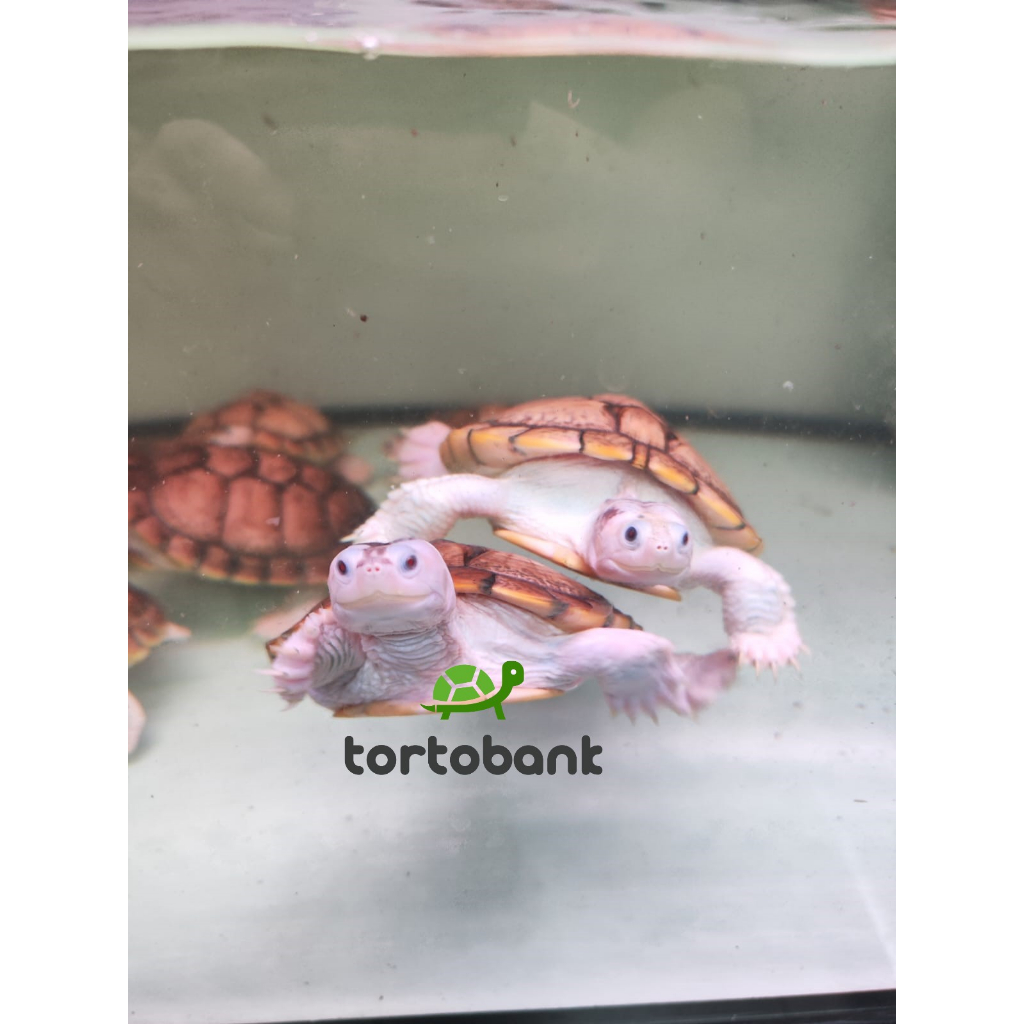 KURA AIR RES CARAMEL PINK ALBINO TURTLE - KURA BRAZIL RES CARAMEL TURTLE - BUKAN RESBINO BUKAN RES A