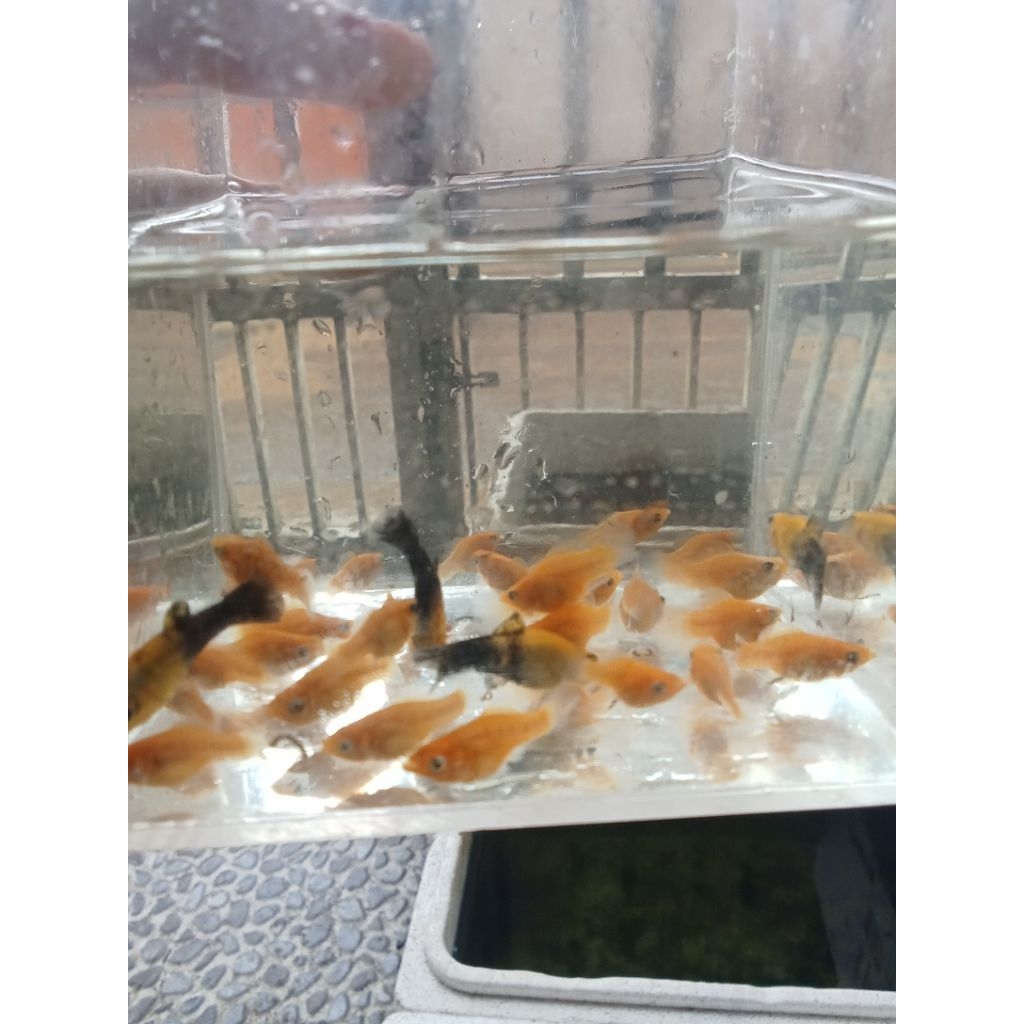 sepasang ikan molly balon sunkist