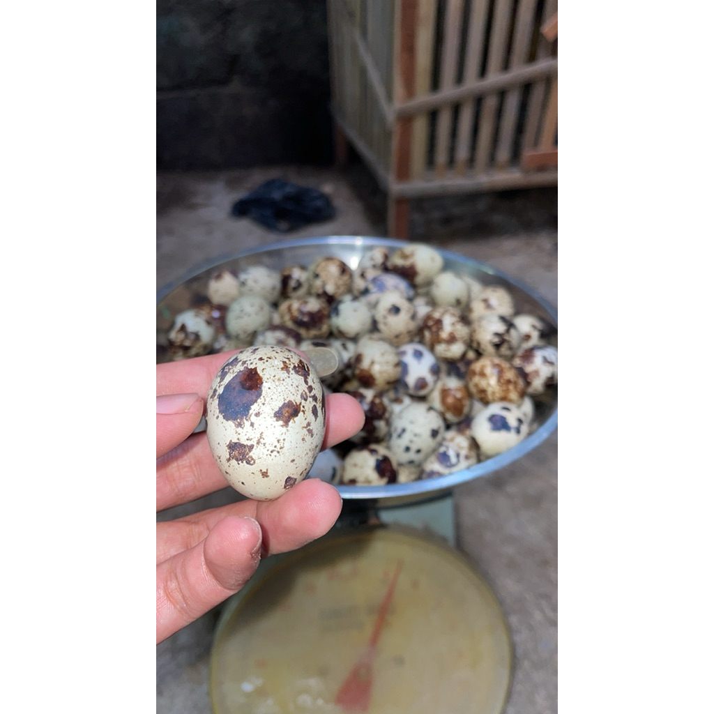 Telur Puyuh Fertil - Telur Puyuh Fertil Rebus, Praktis untuk Konsumsi dan Peternakan