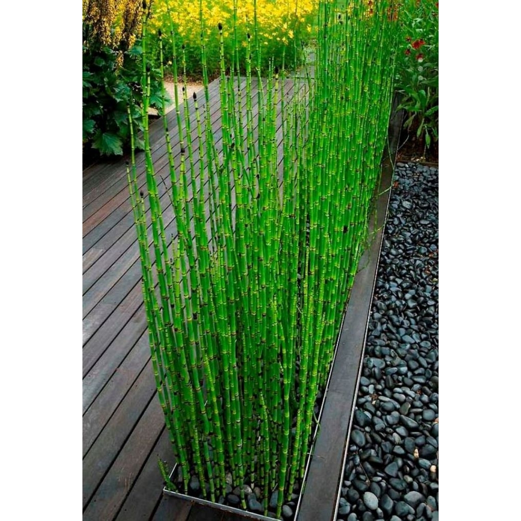 Tanaman hias bambu air - tanaman indoor bambu air