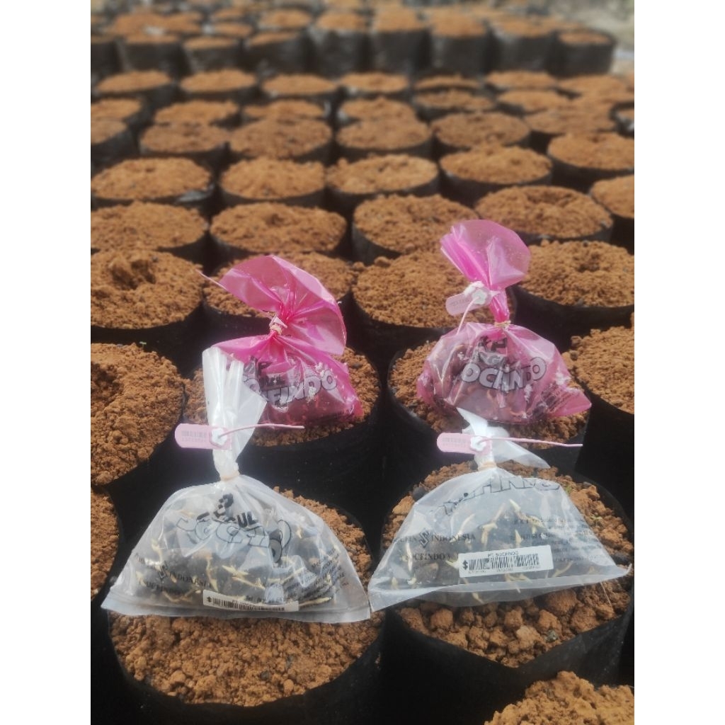 Kecambah/bibit sawit Socfindo Lame & Yangambi Resmi BERSERTIFIKAT