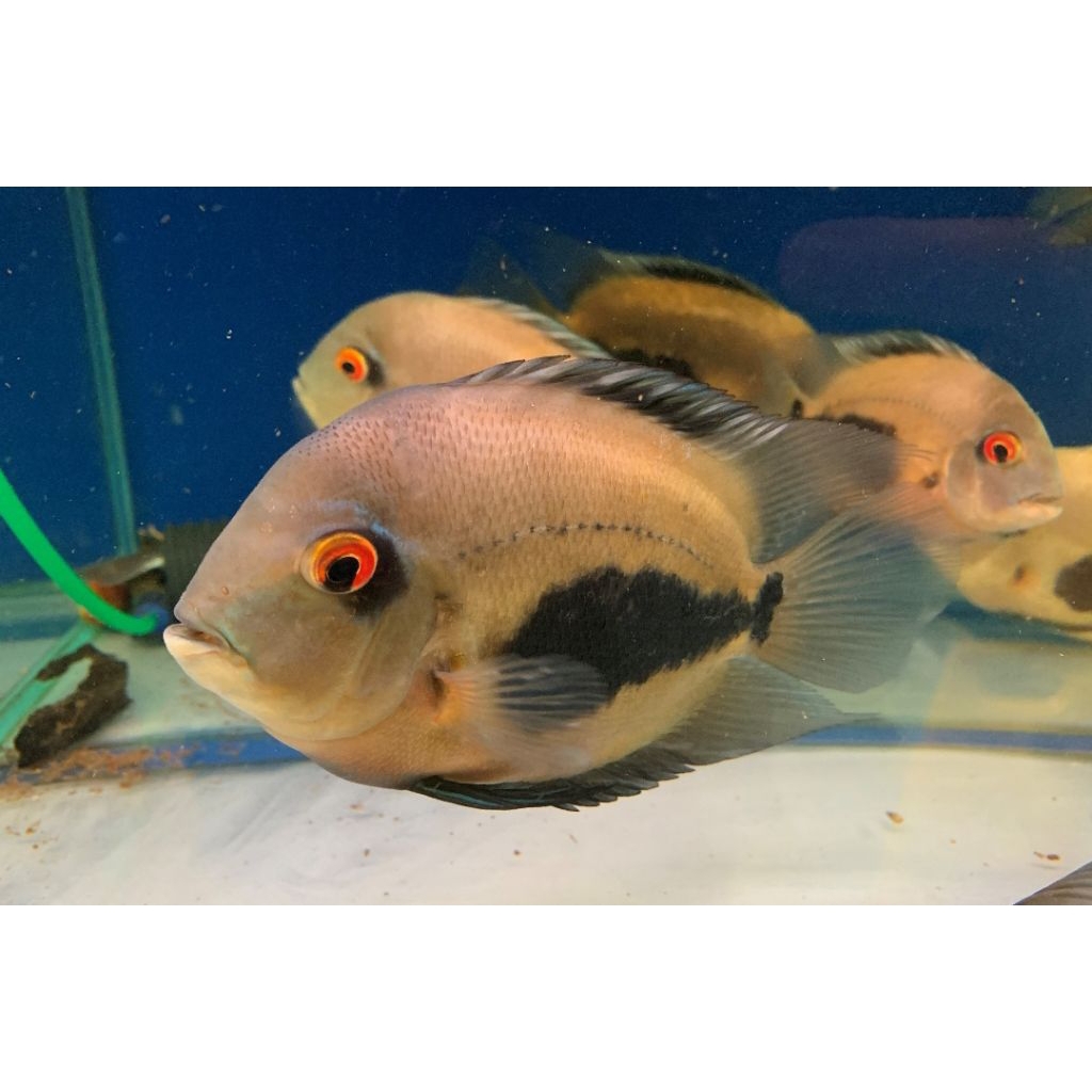 sticker ikan Uaru Cichild 6-8