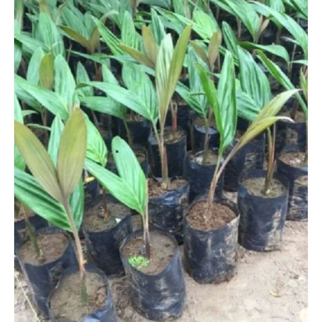 Bibit Salak Pondoh Madu Super - Hasil Kultur Jaringan