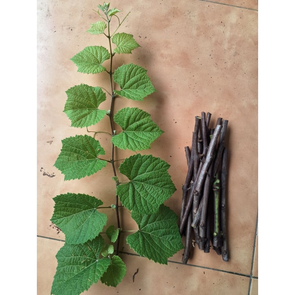 cutting anggur cordeg 1613c isi 10btg