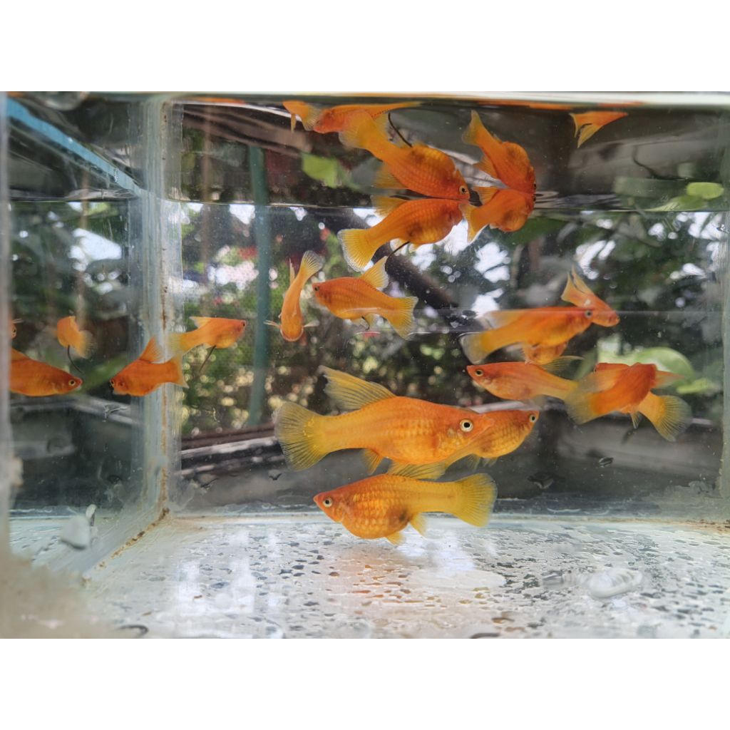 hiasan aquascape /TRIO/ PLATY sunrise Hifin