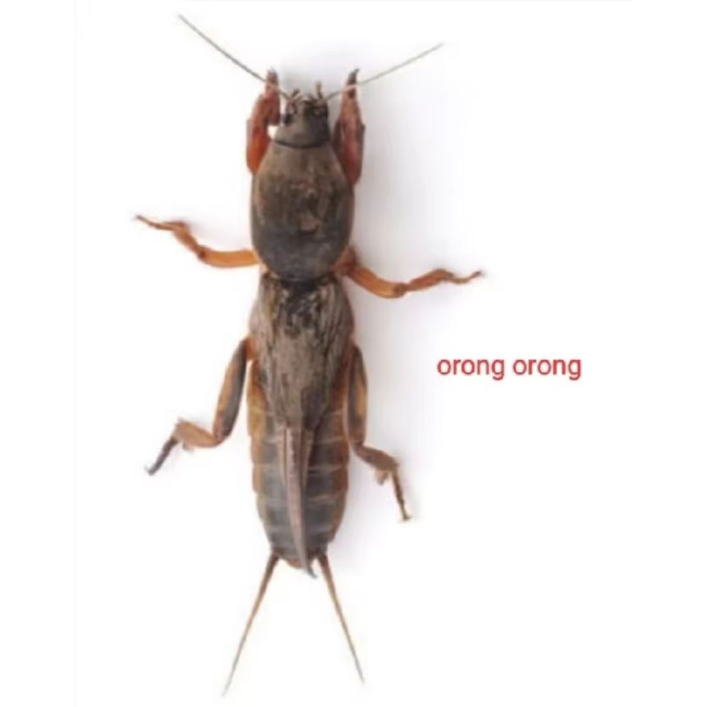 orong orong sawah  (gaang)/1ekor