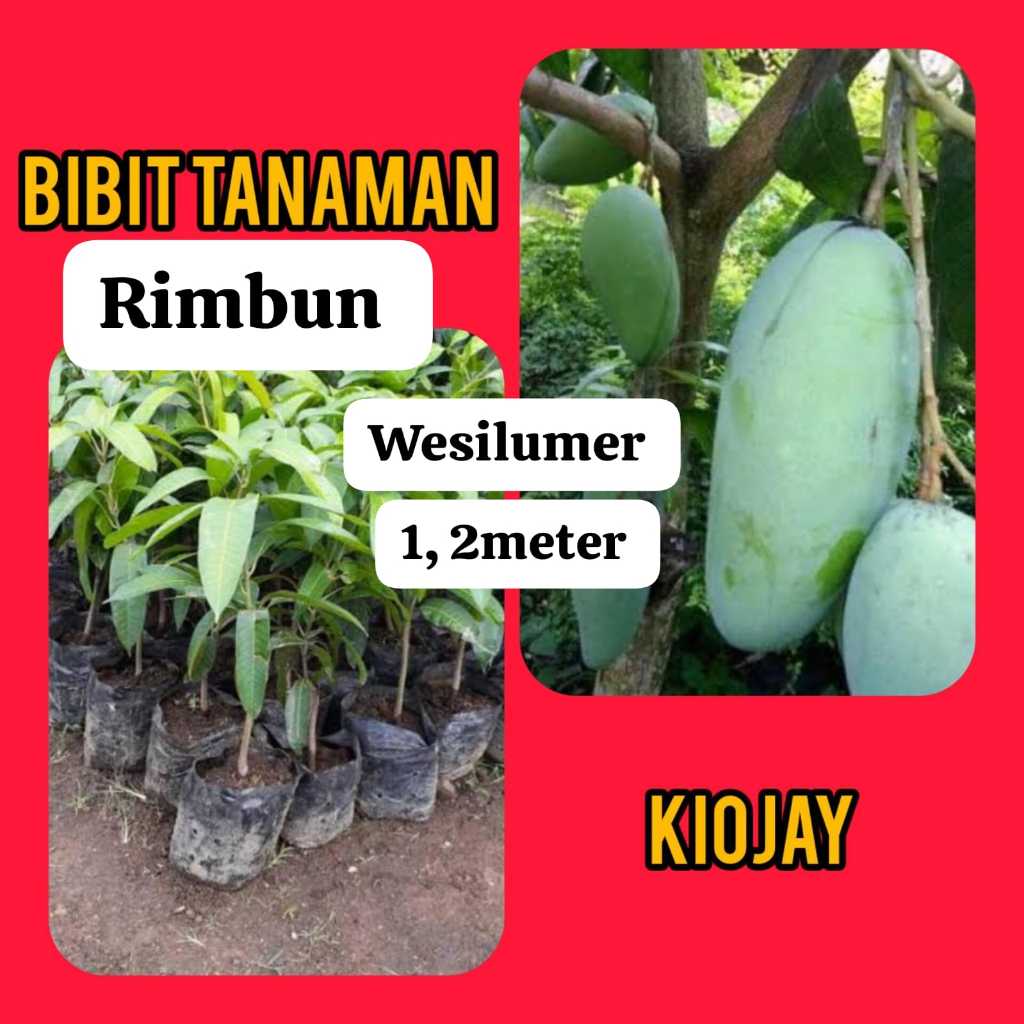 Bibit Mangga Kiojay 1.2 Meter Up